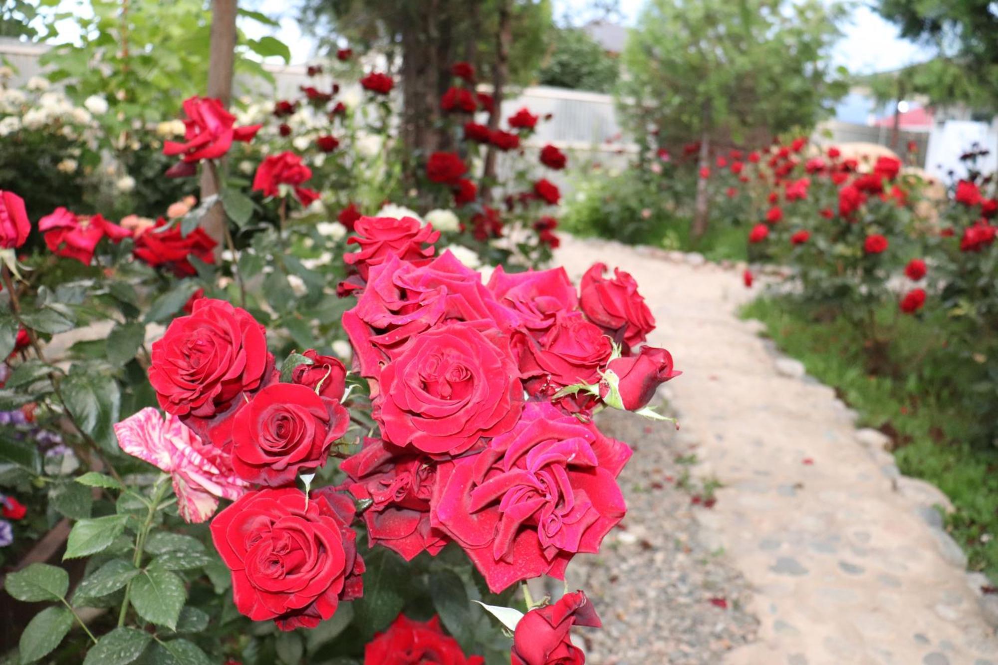 Happy Nomads Yurts & Hostel كاراكول المظهر الخارجي الصورة